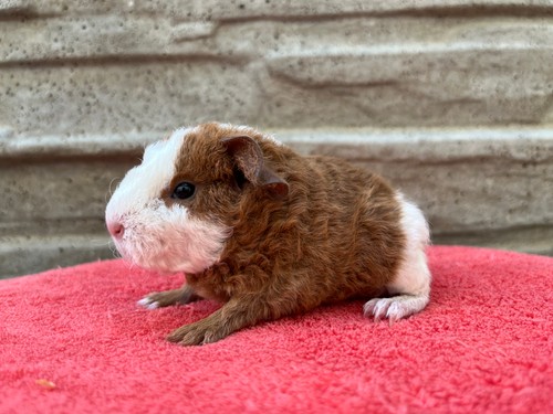Timmy of Stracciatella