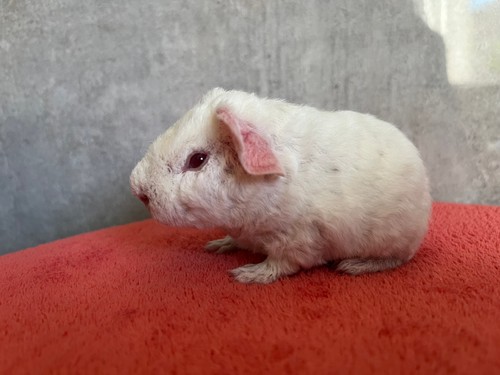 Růženka of Stracciatella