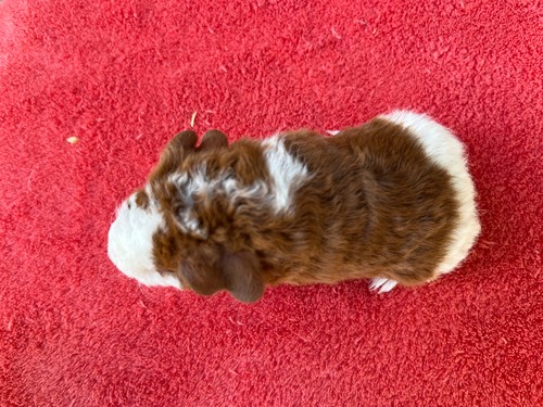 Timmy of Stracciatella