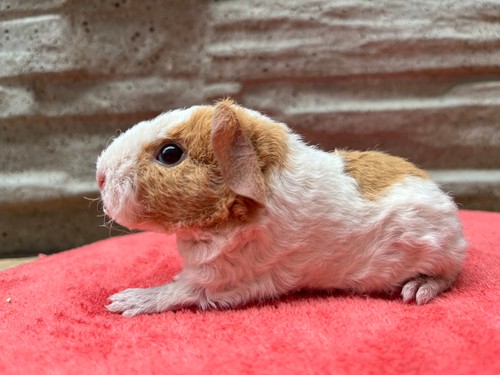 Vailett of Stracciatella