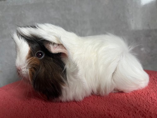 Melodie of Stracciatella