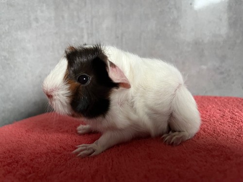 Melodie of Stracciatella