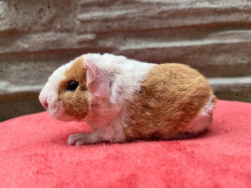 Vendy of Stracciatella