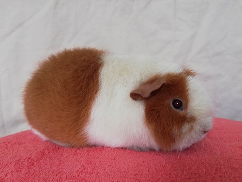 Uršula of Stracciatella