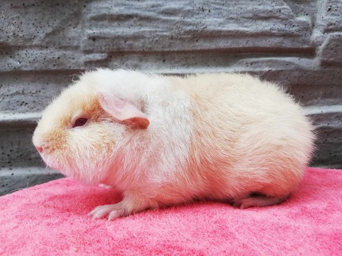 Brook of Stracciatella