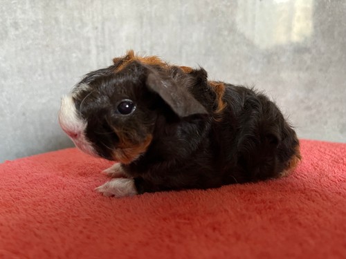 Quinetta  of Stracciatella