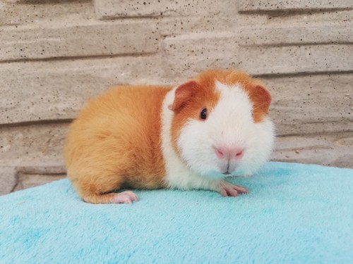 Nathaniel Rezekvítek