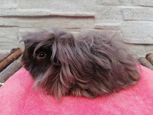 Honey Moon  of Stracciatella