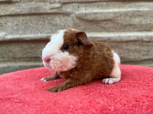 Timmy of Stracciatella