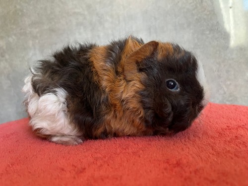 Quinetta  of Stracciatella