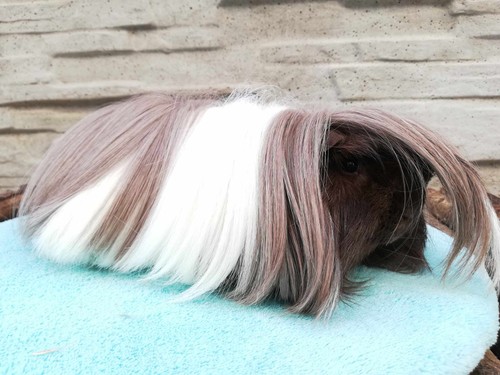 Hanniball Eifeler Peruaner Ranch