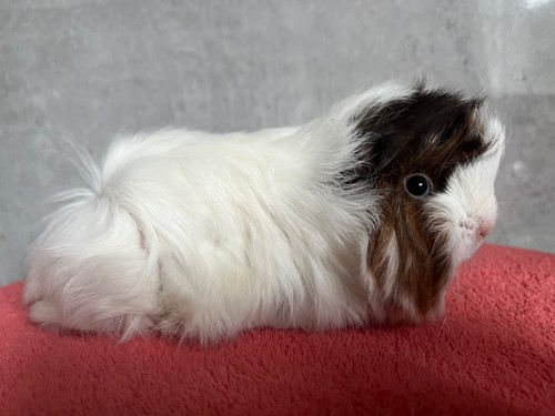 Melodie of Stracciatella