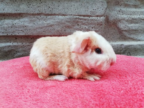 Harmony of Stracciatella