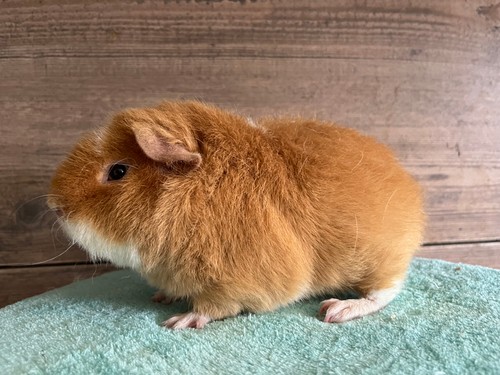 Lumpík Z Košutky
