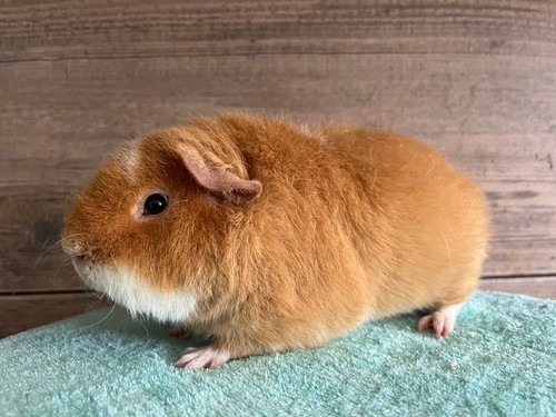 Lumpík Z Košutky