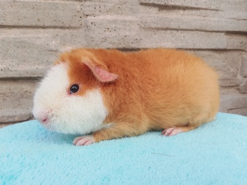 Nathaniel Rezekvítek