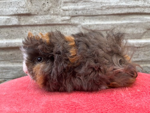 Quinetta  of Stracciatella