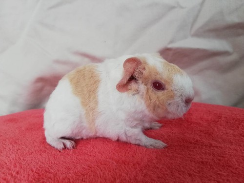 Annabell of Stracciatella