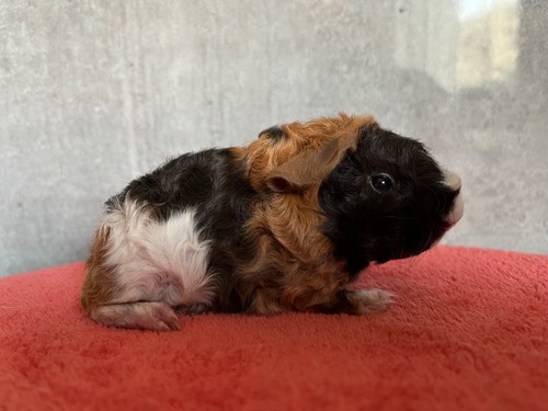 Quinetta  of Stracciatella