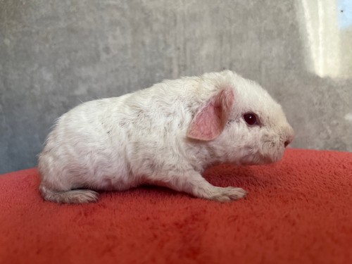Růženka of Stracciatella