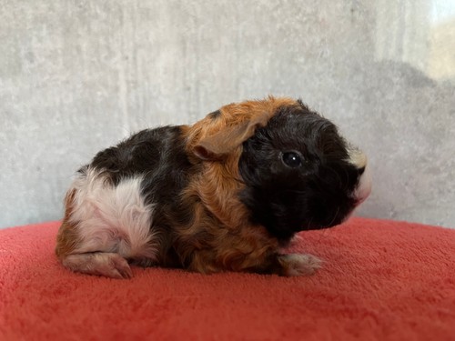 Quinetta  of Stracciatella