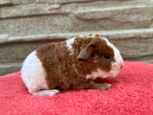 Timmy of Stracciatella