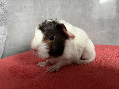 Melodie of Stracciatella