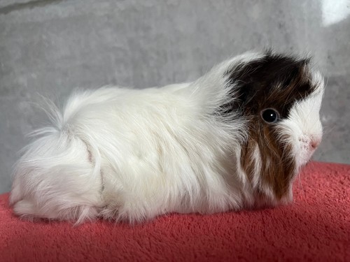 Melodie of Stracciatella