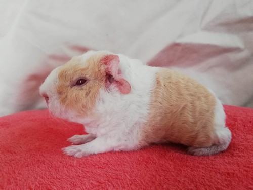 Annabell of Stracciatella