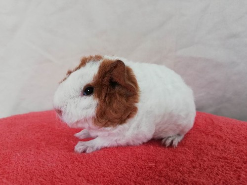 Ciabatta of Stracciatella