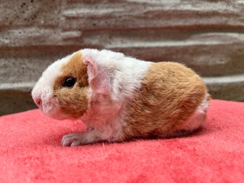 Vendy of Stracciatella