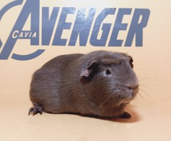 Hope Avenger Cavia