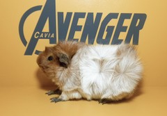 Queen Avenger Cavia