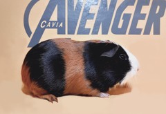 Gerta Avenger Cavia