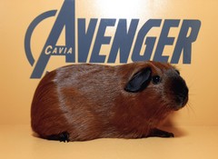 Ivon Aenger Cavia