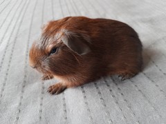 Gustav Avenger Cavia