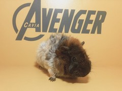 Proxima Avenger Cavia