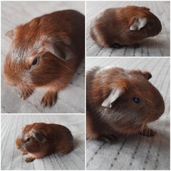 Gustav Avenger Cavia