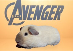 Rocket Avenger Cavia