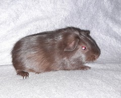 Beruška Avenger Cavia