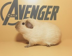 Hope Avenger Cavia