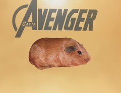 Samuel Avenger Cavia