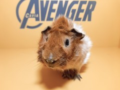 Quentin Avenger Cavia