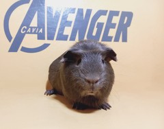 Hope Avenger Cavia