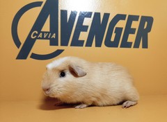 Happy Avenger Cavia