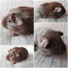 Goliáš Avenger Cavia