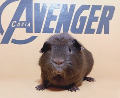 Happy Avenger Cavia