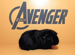 Calisto Avenger Cavia