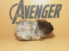 Proxima Avenger Cavia