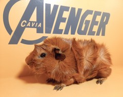 Talos Avenger Cavia